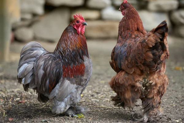 Οργανικών ελευθέρας βοσκής κοτόπουλα — Φωτογραφία Αρχείου