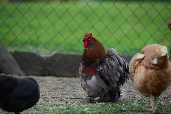 Οργανικών ελευθέρας βοσκής κοτόπουλα — Φωτογραφία Αρχείου