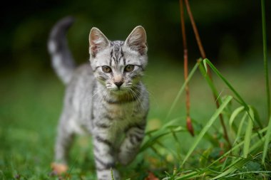 ciğeri de kedi