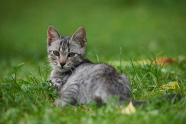 ciğeri de kedi