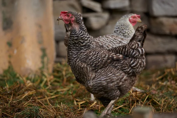 Szabad tartású csirkék területén — Stock Fotó