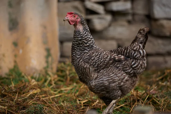 Pollos de campo libres — Foto de Stock