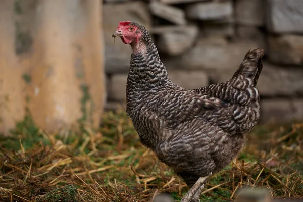 Free range chickens in field