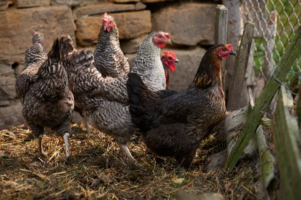 Vrije uitloop kippen in veld — Stockfoto