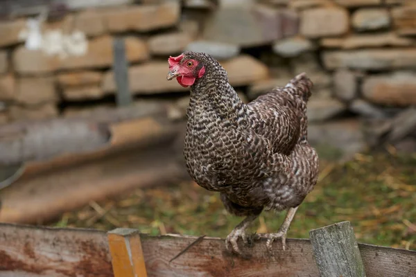 Цыплята в поле — стоковое фото