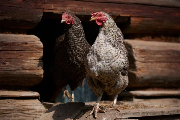 Pollos de campo libres — Foto de Stock