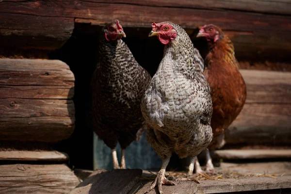 Pollos de campo libres — Foto de Stock