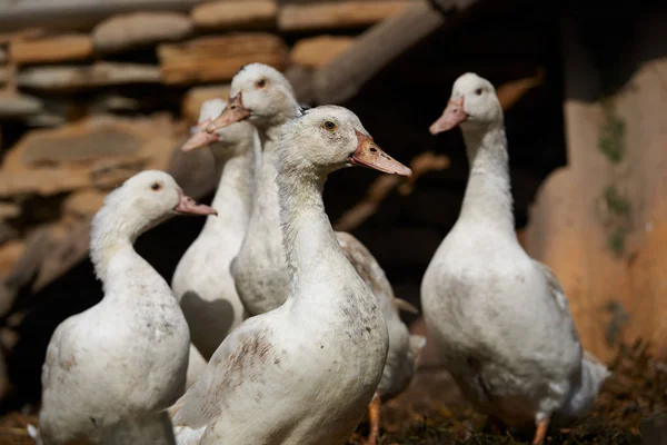 Close-up de patos em campo — Fotografia de Stock