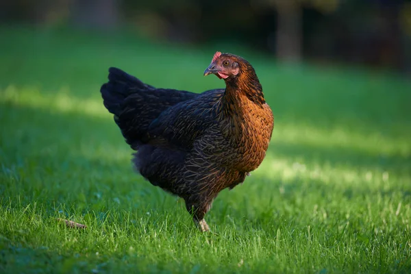 Pollos Campo Libres — Foto de Stock