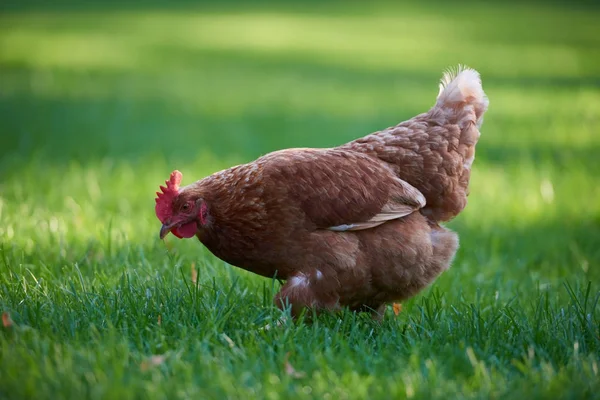 Volný Výběh Kuřata Poli — Stock fotografie