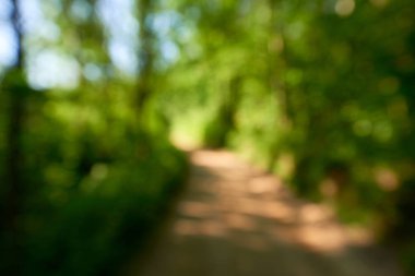 Yolun ormandaki ufuk yansıma