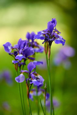 Çiçek açan Kuzey mavi bayrak Iris