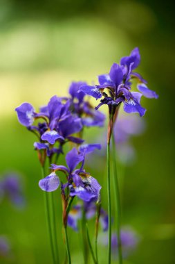 Çiçek açan Kuzey mavi bayrak Iris