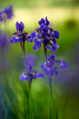 Çiçek açan Kuzey mavi bayrak Iris