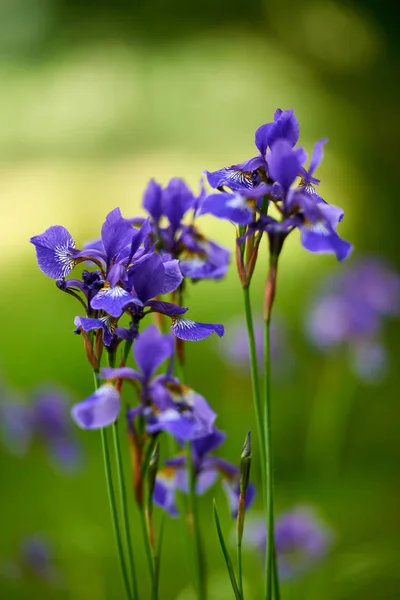 Northern blue flag iris blooming