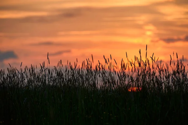 Abend auf dem Feld, Sonne scheint auf Wildblumen oder Unkraut — Stockfoto