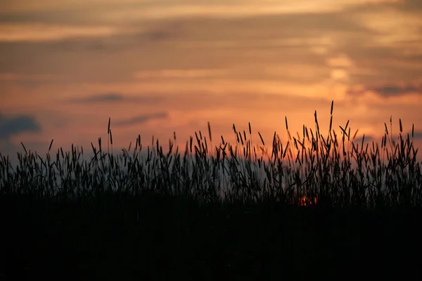 Avond in het veld, de zon schijnt op wildflowers of onkruid — Stockfoto