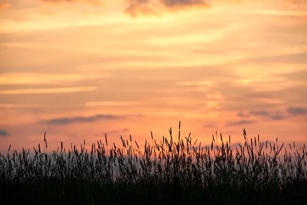 Abend auf dem Feld, Sonne scheint auf Wildblumen oder Unkraut — Stockfoto