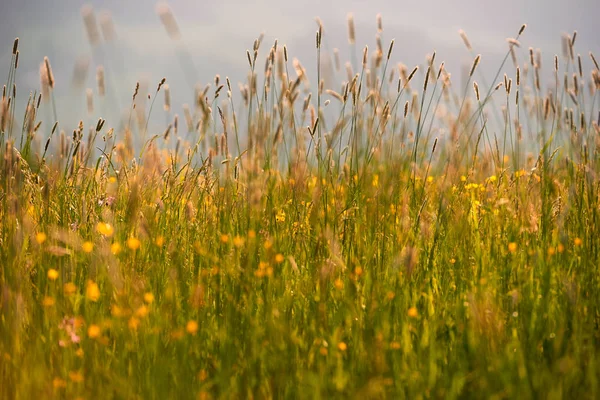 Gras achtergrond — Stockfoto