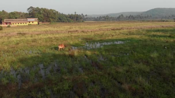 Fotografia aérea. Um drone voa sobre um campo verde onde grandes vacas brancas e marrons pastam. Hora da noite . — Vídeo de Stock