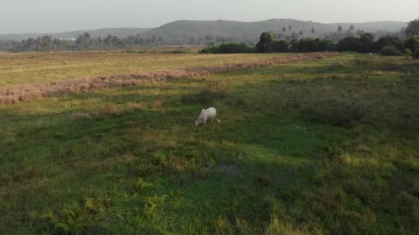 Luchtfotografie. Een drone vliegt over een groen veld waar een grote witte koe weidt. Zonsondergang. — Stockvideo