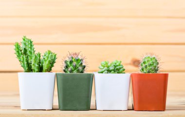 Tencerede fark kaktüs