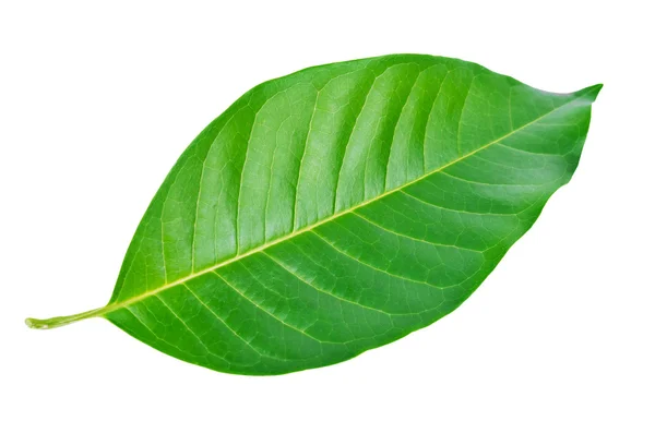 Hoja verde aislada sobre un blanco . —  Fotos de Stock