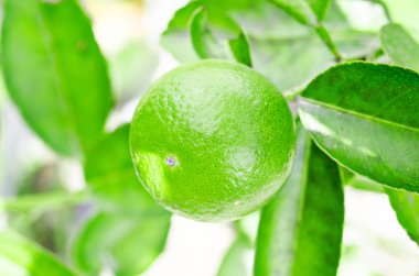 Ihlamur ağacı meyve closeup ile