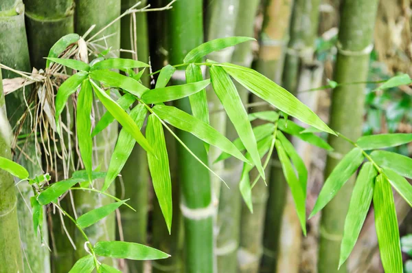Hastes de bambu verde de perto — Fotografia de Stock