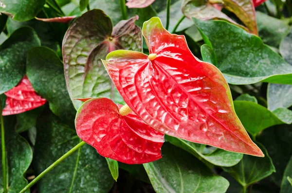 Anthurium vagy a flamingó virág virág. — Stock Fotó