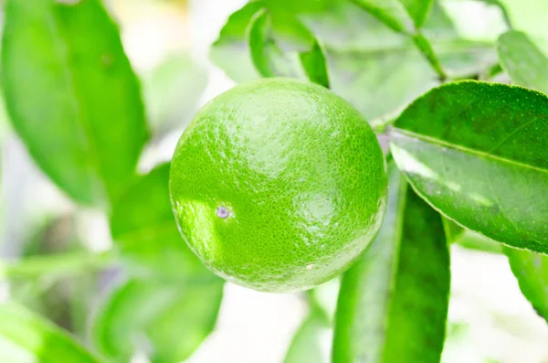 Ihlamur ağacı meyve closeup ile