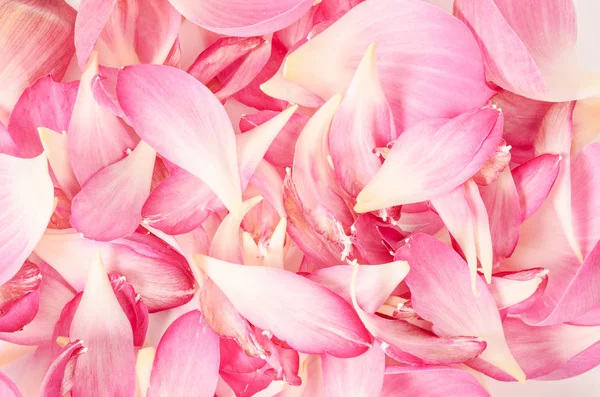 Flor de loto pétalo rosa . — Foto de Stock