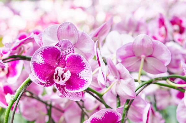 Mehrfarbige schöne tropische Orchideenblume. — Stockfoto