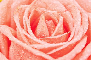 Pembe Gül çiçek sığ derinliği.