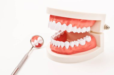 Beyaz dişler modeli ve diş aletleri.