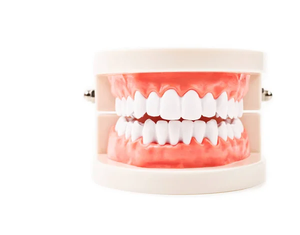 The Dental Model. — Stock Photo, Image