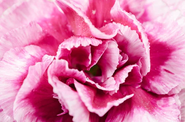 Konsistens av rosa blomma. — Stockfoto