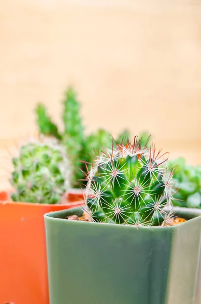 Cactus Plants in pot. — Stock Photo, Image