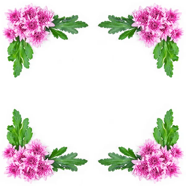 Pink chrysanthemum with green leaves frame. — Stock Photo, Image
