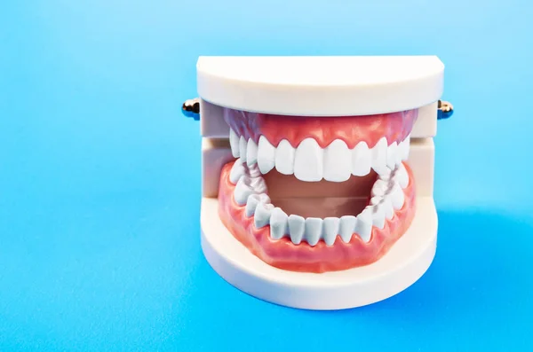 Plastic dental teeth model. — Stock Photo, Image