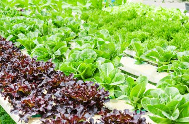 Organik hydroponic sebze çiftliği.