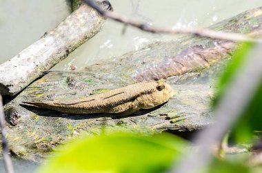 güzel zıpzıpı balık.
