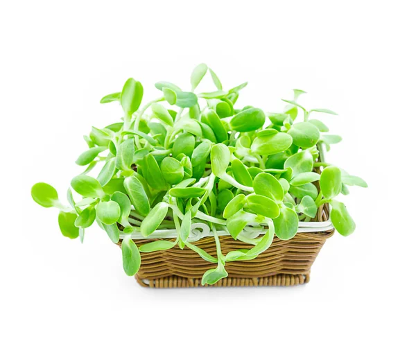 Organic green young sunflower sprouts in basket. — Stock Photo, Image