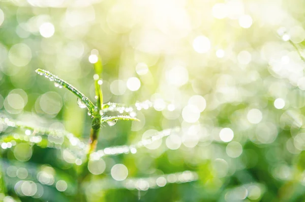 Gras met waterdruppels. — Stockfoto