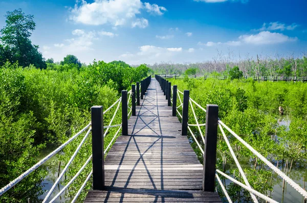 Мост между мангровыми зарослями . — стоковое фото
