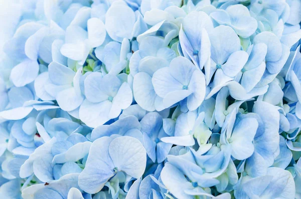 Fiore di ortensia blu . — Foto Stock