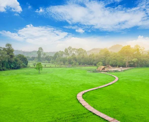 Puente de bambú en el campo de arroz con casa de campo . — Foto de Stock