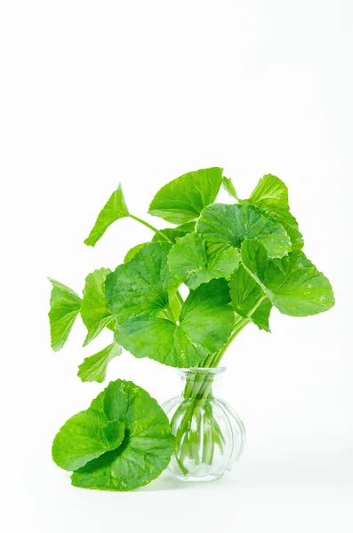 Centella fresca, hoja verde . — Foto de Stock