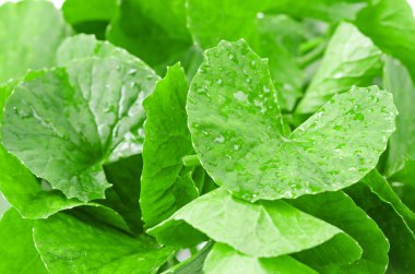 Taze Centella asiatikası, Asya Pennywort yaprakları beyaz arkaplanda.