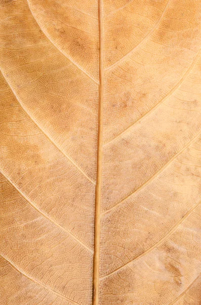 Macro Foto Del Patrón Hoja Seca Natural Como Fondo —  Fotos de Stock